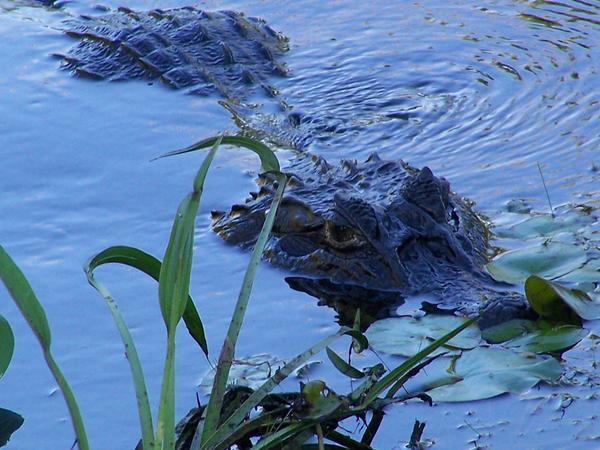 Pantanal Aligator