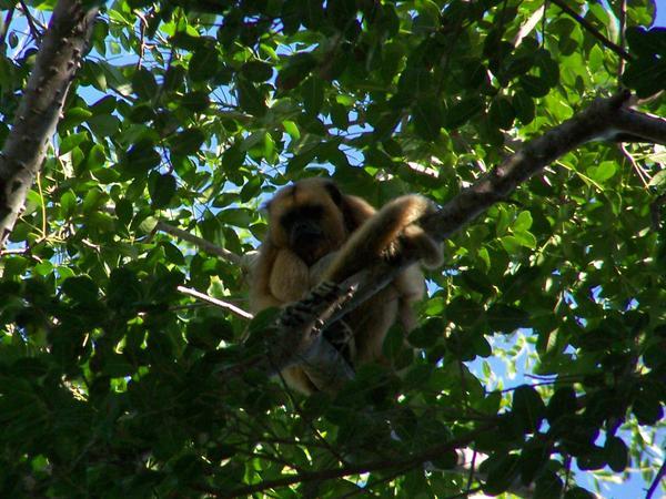 Pantanal Howler Monkey - king of the jungle!