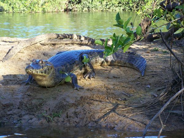 Pantanal aligator sunning it up!