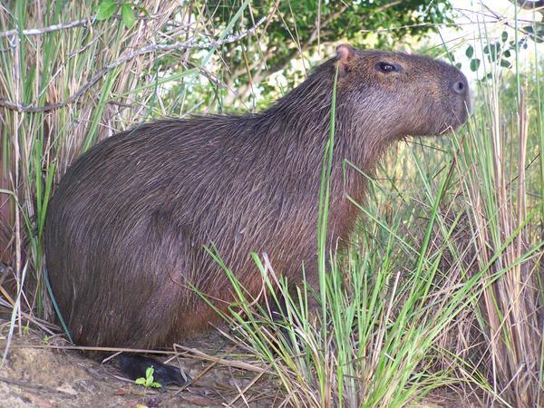 Capybara - giant guinea pig species