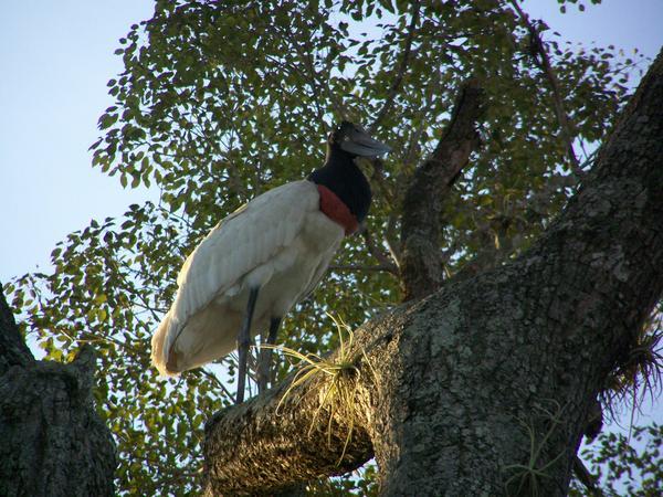 Jabiru Stork - symbol of the Pantanal