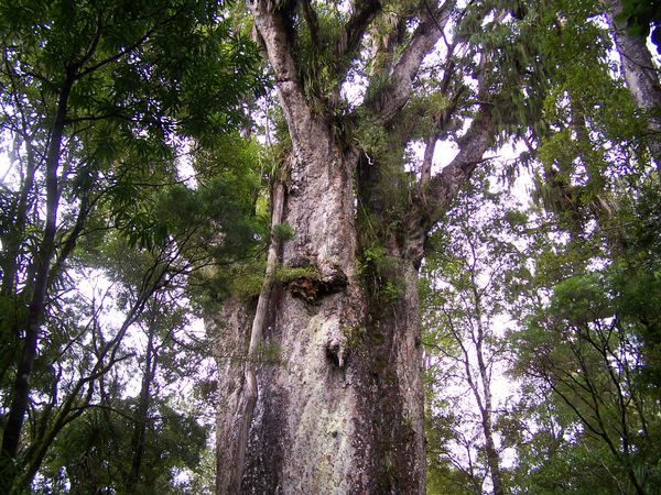 Towering Kauri Tree