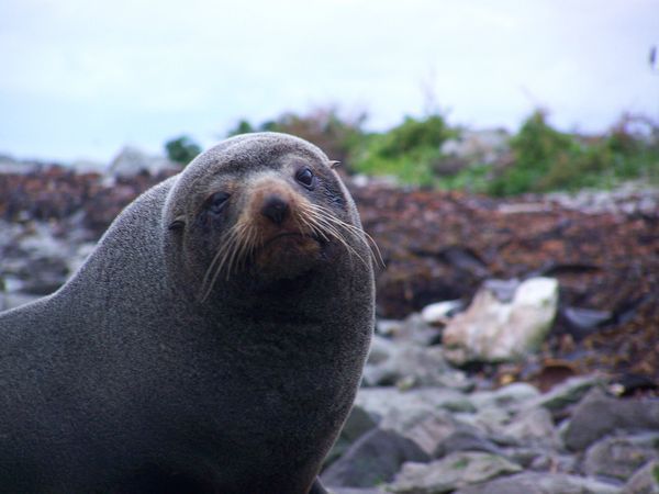 Kaikoura - New Zealand Fur seal