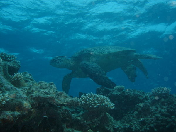 A giant green turtle, GBR