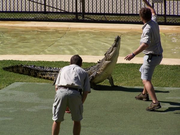 Croc show at Australia Zoo, Steve Irwin's legacy lives on