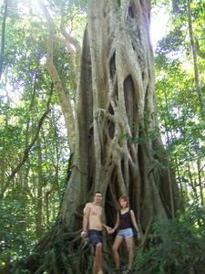 giant strangler fig tree, Cape Trib