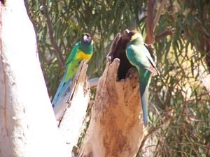 Some of Australias regular birds!!