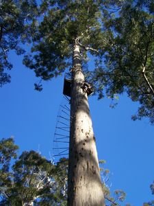 The look out tree - 75m tall