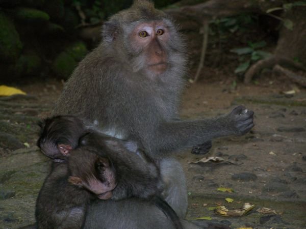 Monkey Forest, Bali