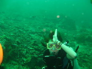 Diving at Sipadan - Shark warning!