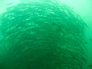 Giant school of Barracuda fish