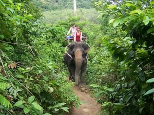 Elephant riding in Phuket