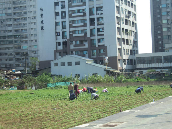 Farming in the City