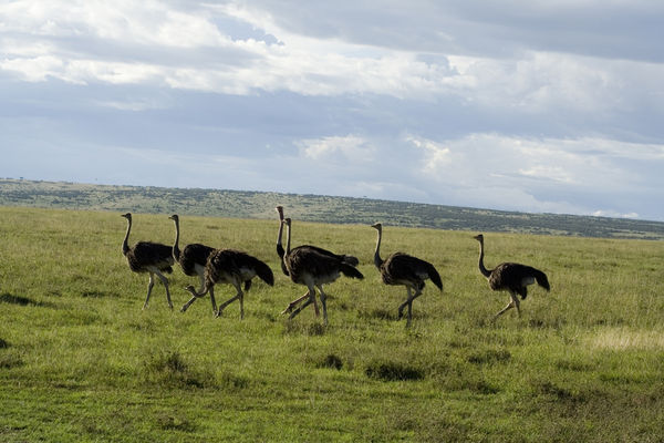 A Family Group of Ostriches