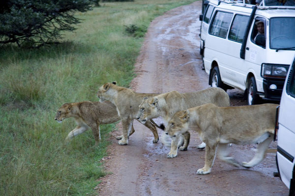 Why Did the Lionesses Cross the Road?
