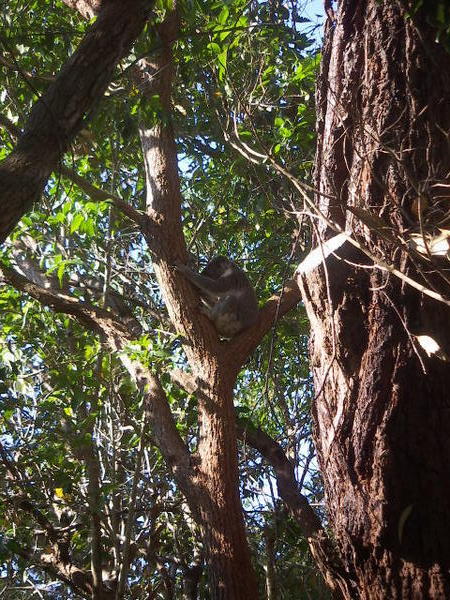 Our second koala spot