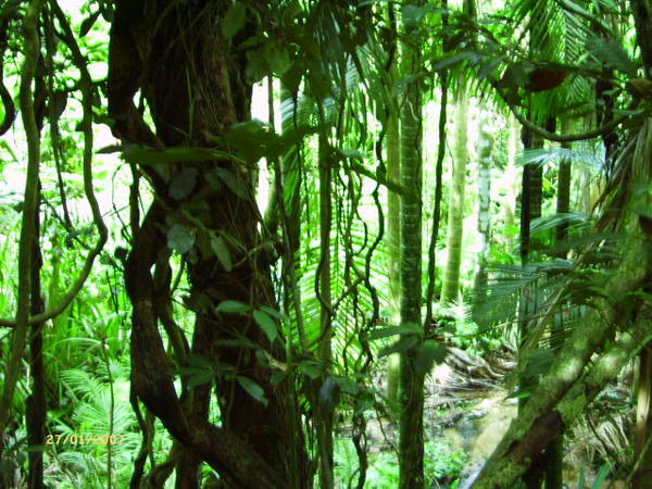 rainforest vines | Photo