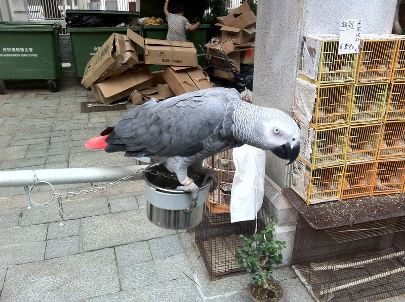 African Grey Tail