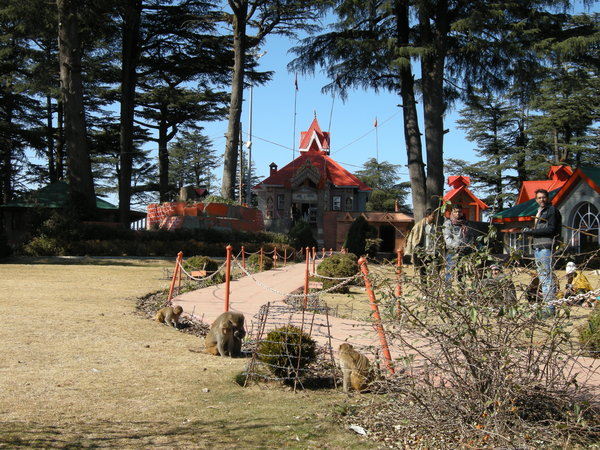 Hanuman Monkey Temple, Shimla