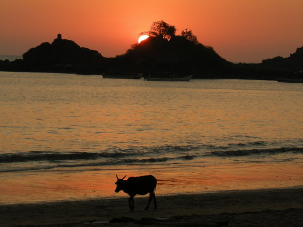Gokarna sunset with obligatory cow