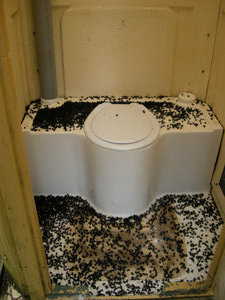 A DOC toilet that also seems to double up as an insect graveyard. Nice.