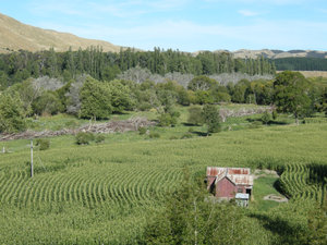 The vineyards of Martinborough