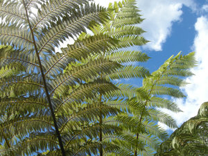 Giant tree ferns