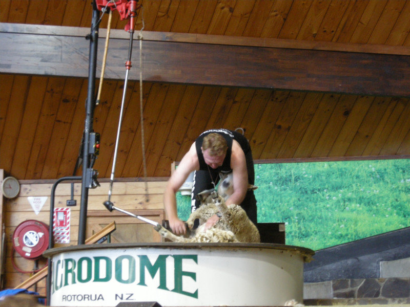 Sheep shearing at the Agrodome
