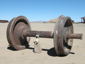 Bob practices for world's strongest sheep competition