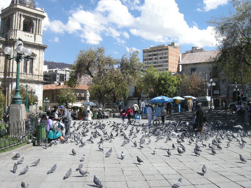 The pigeons of La Paz