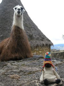 Bob and one of his many new llama friends