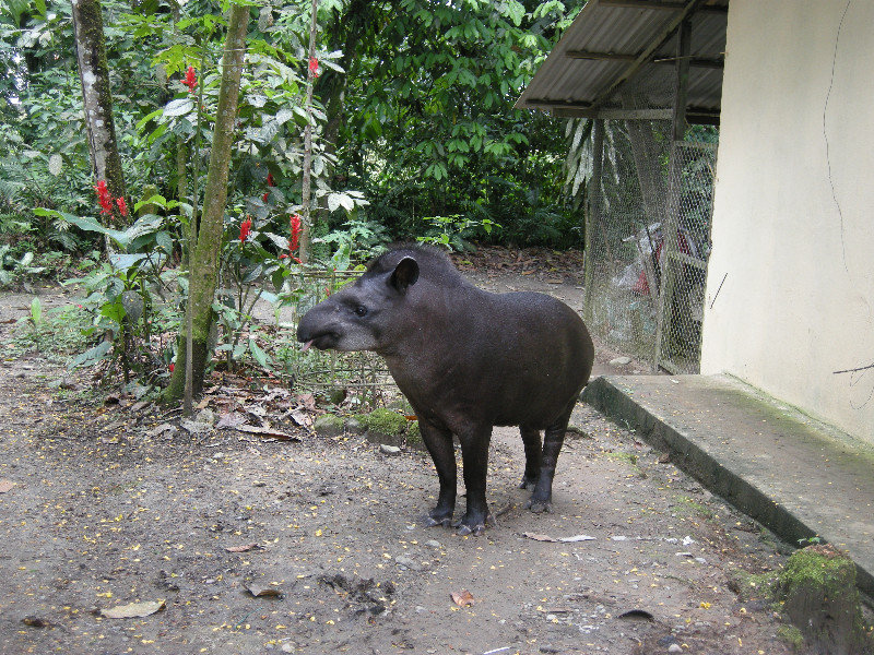 Tapir, just before it tried to eat Chris