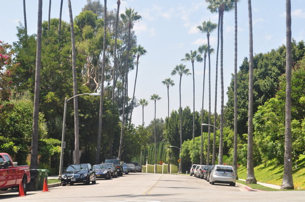 Typical Beverly Hills Street