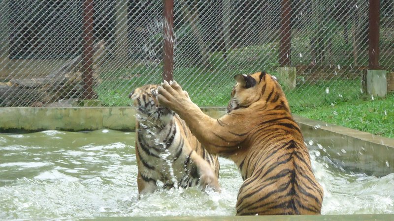 Los tigres de "afuera" eran mas violentos...