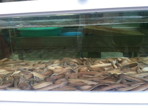 Eels in a fishtank