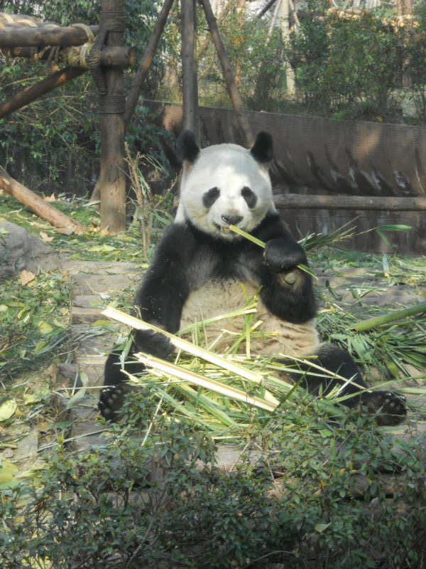 Typical Panda Pose