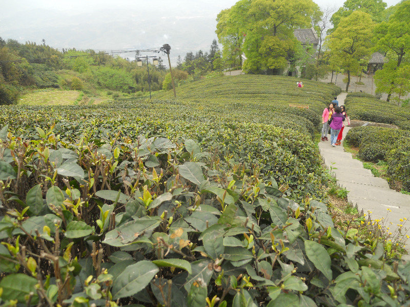 Close up of one of the tea groves
