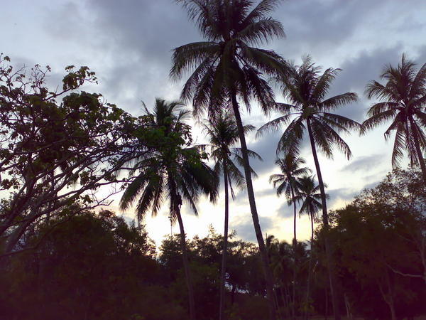 Coconut Trees dancing in the wind
