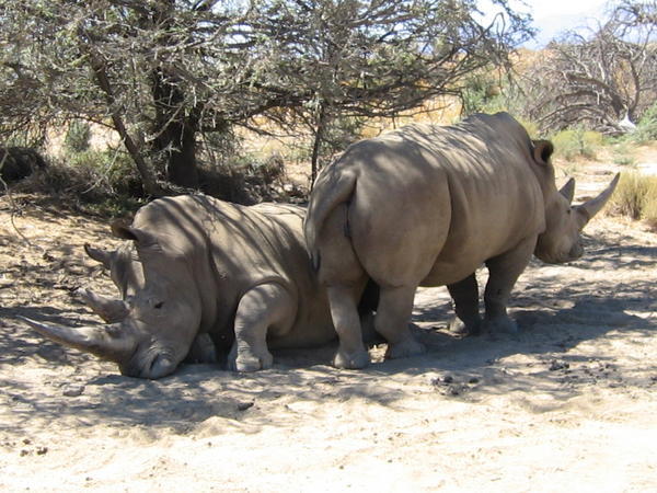 Mr. & Mrs. Rhino