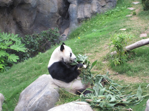 Panda munching on bamboo