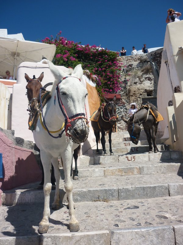 Donkeys in Fira