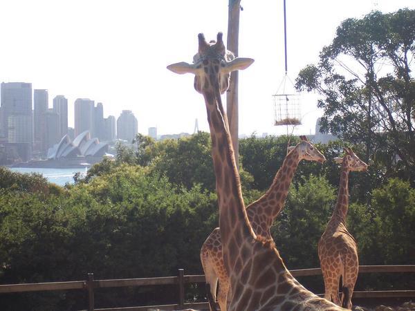 Giraffe's Admiring The View of the Opera House