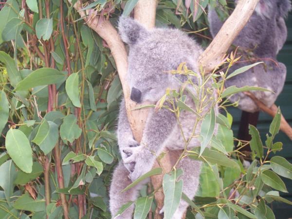 Lazy Koala