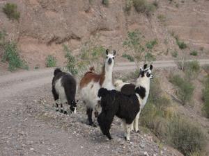 Some llamas alone the way