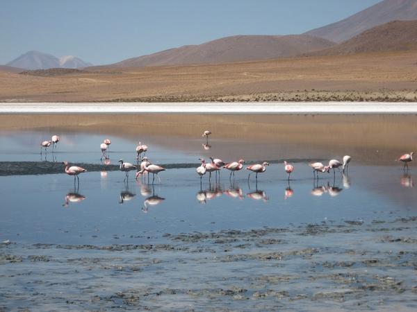 Look at all those flamingos