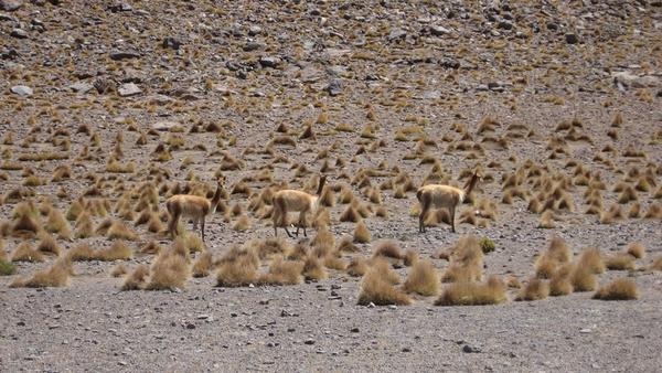 More vicuñas