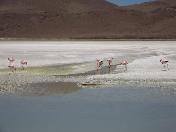 Next lake and more flamingos