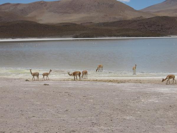 Vicuñas licking up the salt beside the lake