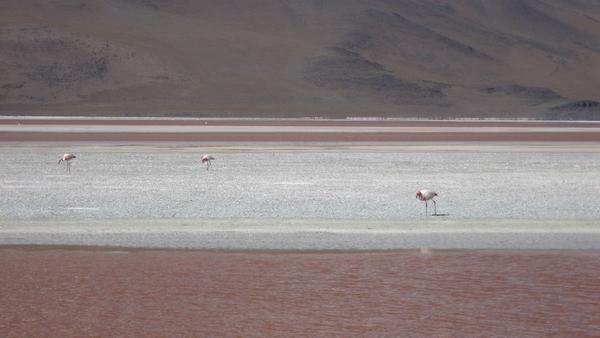 Flamingos walking across Laguna Colorada