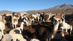 A Corralful of Llamas